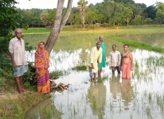 Various flood affected areas remained water-logged in Tripura ; Farmers remain helpless Various flood affected areas remained water-logged in Tripura ; Farmers remain helpless